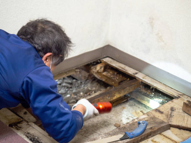 Reliable Aubrey, TX Mold Removal Solutions
