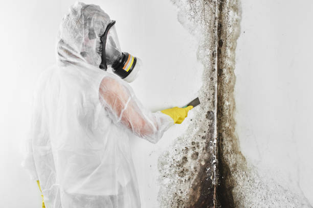 Best Black Mold Removal  in Aubrey, TX