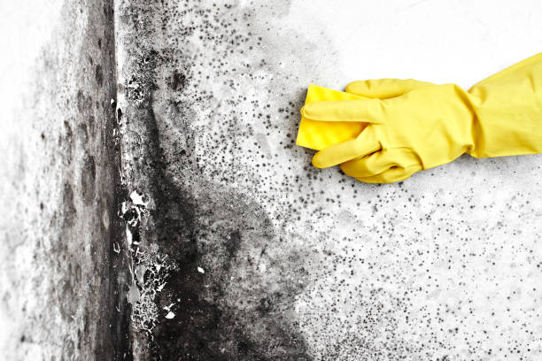Best Same-Day Mold Removal  in Aubrey, TX