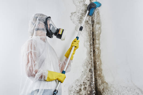 Best Certified Mold Removal  in Aubrey, TX
