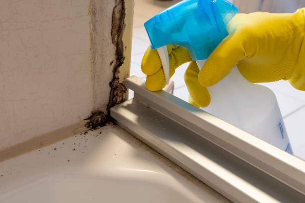 Best Office Mold Removal Services  in Aubrey, TX