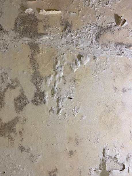 Best Commercial Mold Removal  in Aubrey, TX