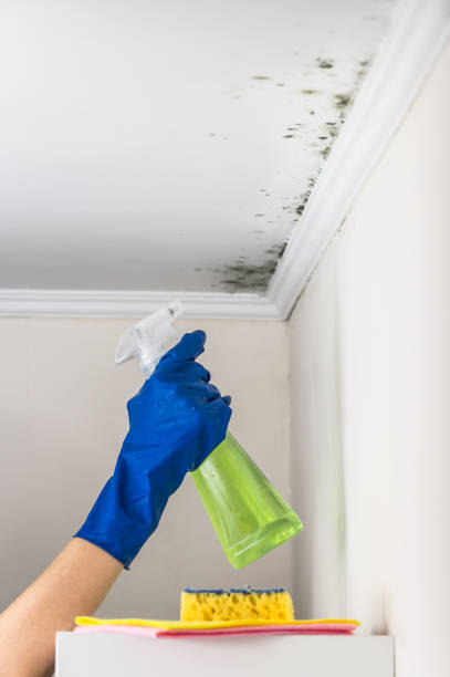 Best Mold Damage Repair  in Aubrey, TX